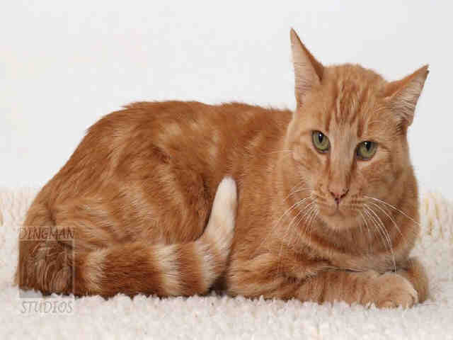 HARVEY (A046642)