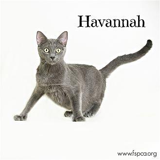 Havannah (21602643)