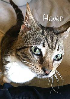 Haven (21541211)