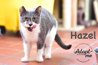 Hazel (21076151)