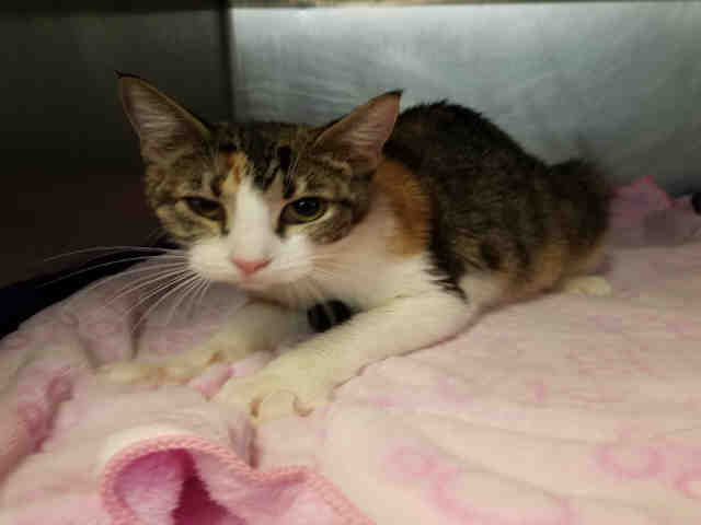 HEIDI (A075105)