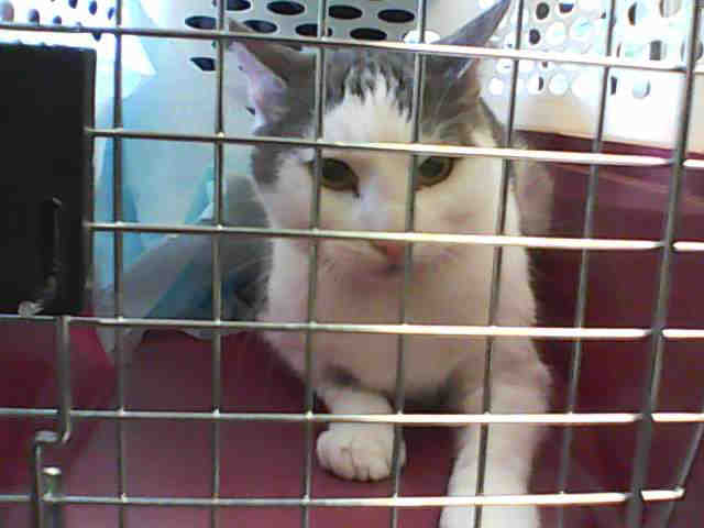 HILDA (A266284)