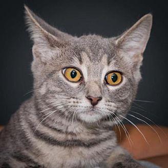 Hobbs (19414249)