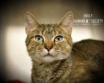 Holly (21523507)
