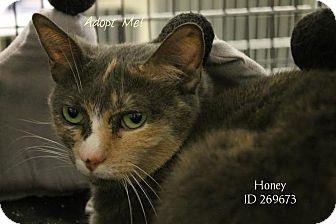 Honey (16868621)
