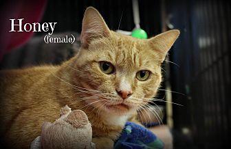 Honey (20476919)