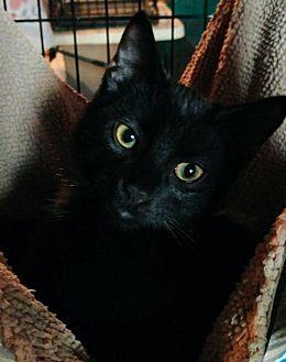 Inky (19412824)