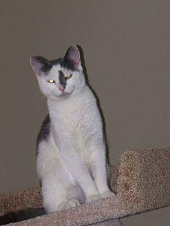 Irky (19896398)