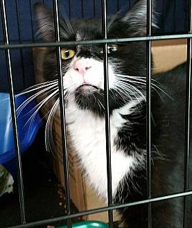 Izzy (21528119)