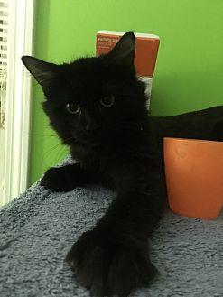 Jack – Venus (21563893)