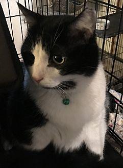 Jasper (20956326)