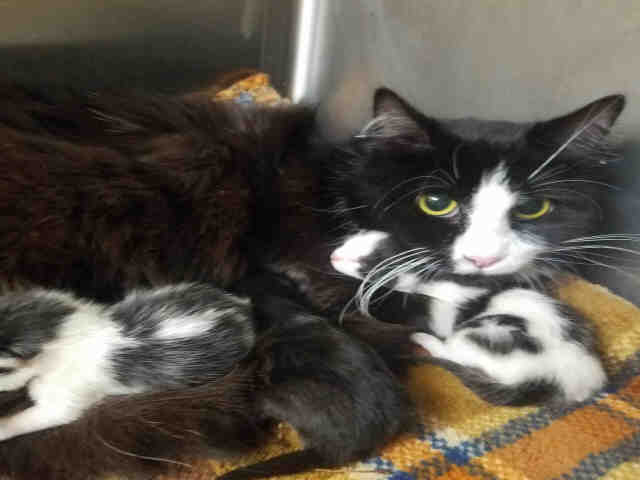 JAZZIE (A074669)