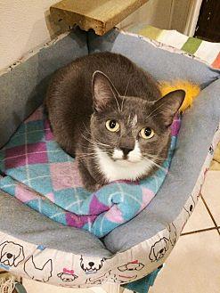 Joey (20796350)