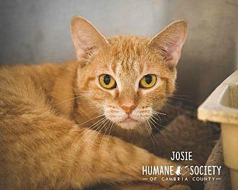 Josie (20679016)