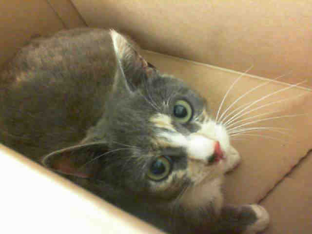 JOSIE (A106373)