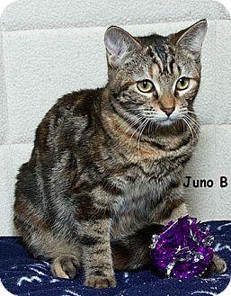 Juno B (7998756)
