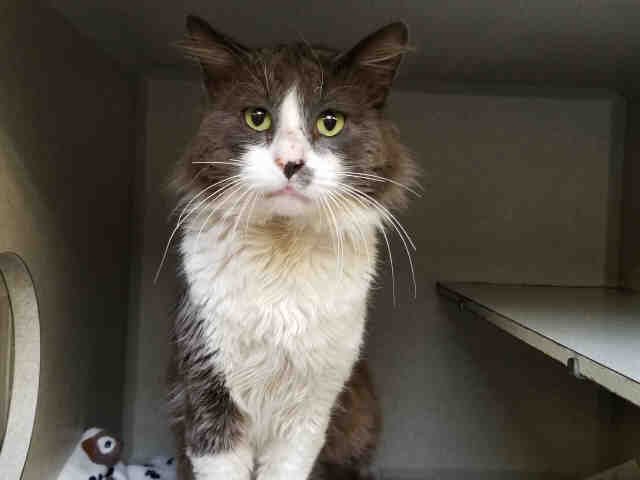 KARL (A223716)