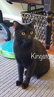 Kingston (21219423)