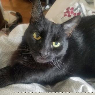 Kitkat (21402069)
