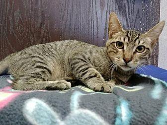 Kitten 16662 (21604333)
