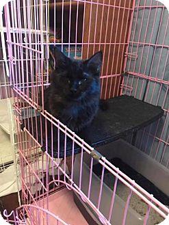 Kitten – Flu (18878772)