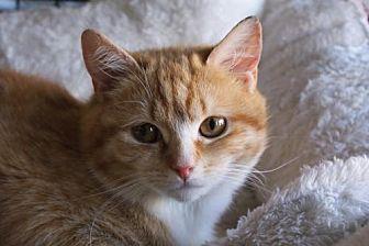 Kittens Avai (21426180)