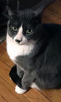 Kitty (21533271)