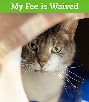 Kitty The Ca (21323100)