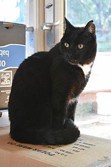 Kuro (21461539)