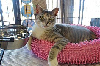 Lacey (21422594)