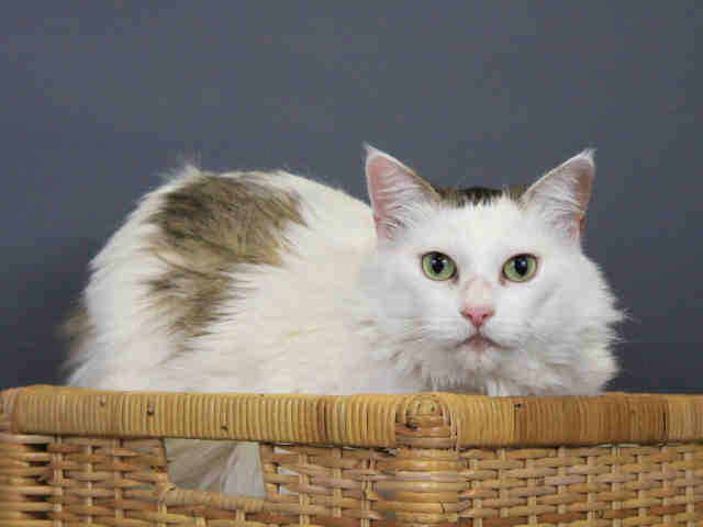 LAVERNE (A103599)