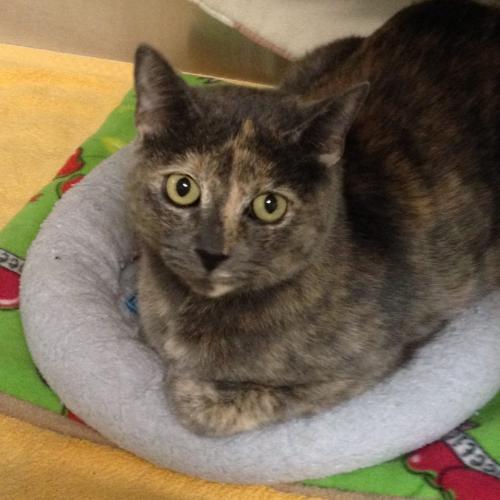 LEIA (A138879)