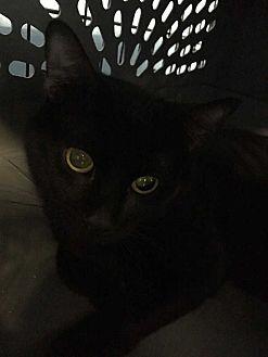 Licorice (21480730)