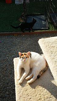 lil cali (19907995)