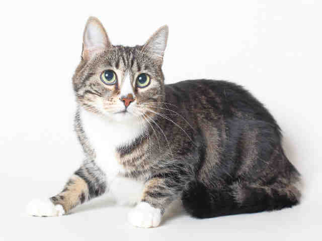 LILLY (A118627)