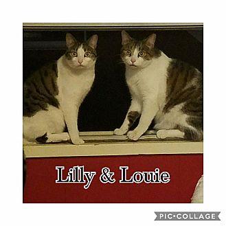 Lily&Louie (21487417)