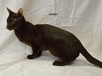 Lindor (20551984)