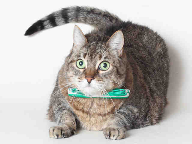 LISA (A044079)