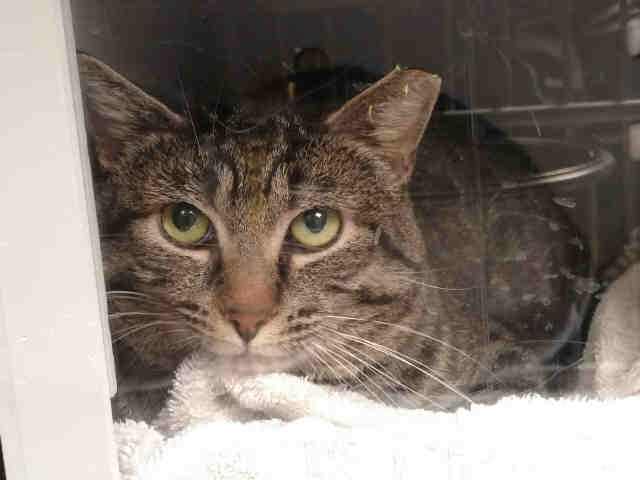 LOU (A0901143)