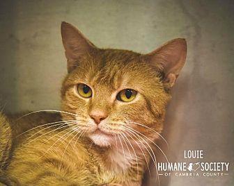 Louie (20679013)