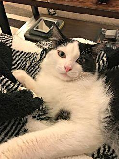 Louie (20685304)