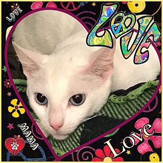 Love (21183719)