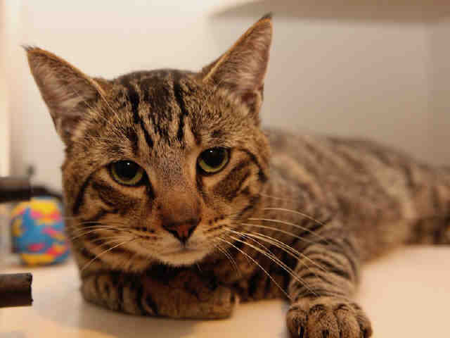 LUCAS (A043350)