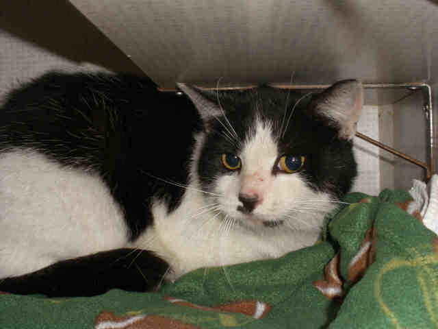 LUCY (A224085)