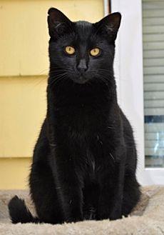 Luxor (18286641)