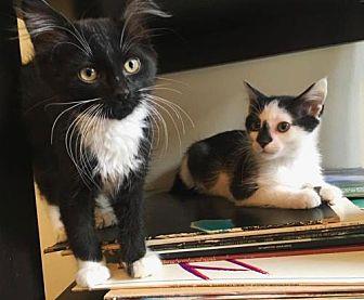 Lynxy & Minx (21426725)