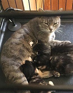Mama Cat 2 (21489094)