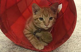Mango ” A Sp (19257621)