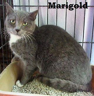 Marigold (17997269)