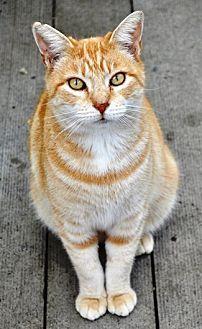Marmalade (18284049)